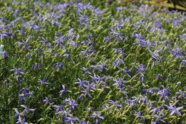 Isotoma Beths Bluejpg